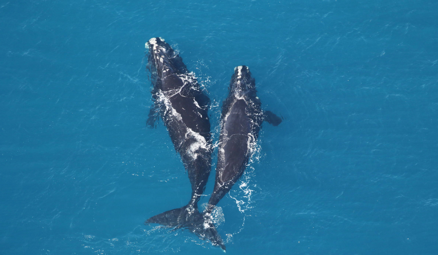 Counting Whales From Space Could Be Key To Saving Them