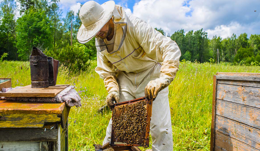 Backyard Gardeners Can Act To Help Bee Populations