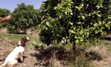 Dog Sleuths Sniff Out Crop Disease Attacking Citrus Trees