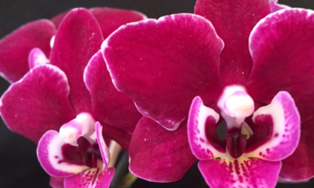 Ironwood Estate Orchids Annual Open House, Feb. 7 – Feb. 14