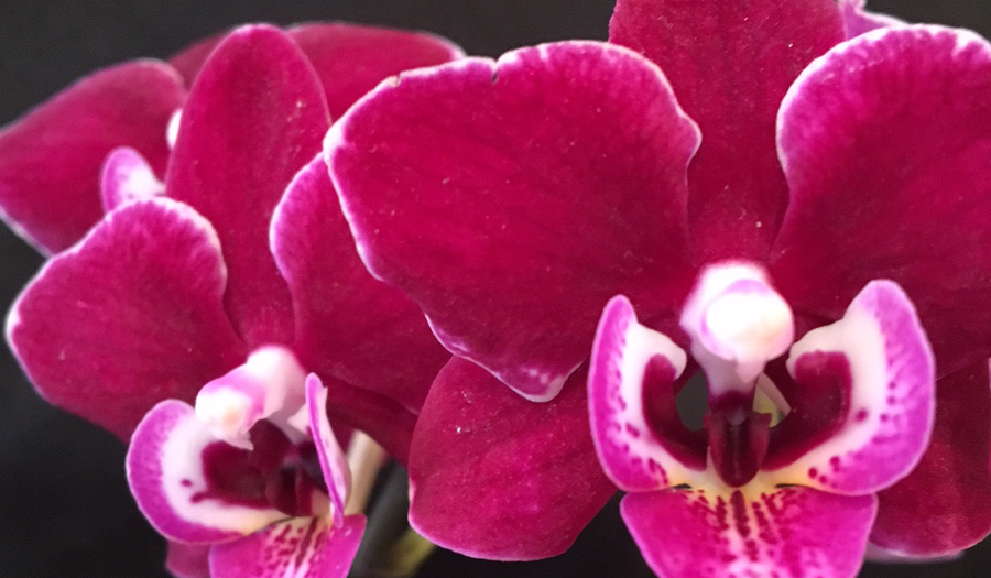 Ironwood Estate Orchids Annual Open House, Feb. 7 – Feb. 14