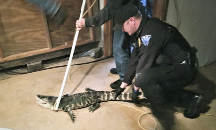 Authorities Capture Alligator Kept In Basement Of House