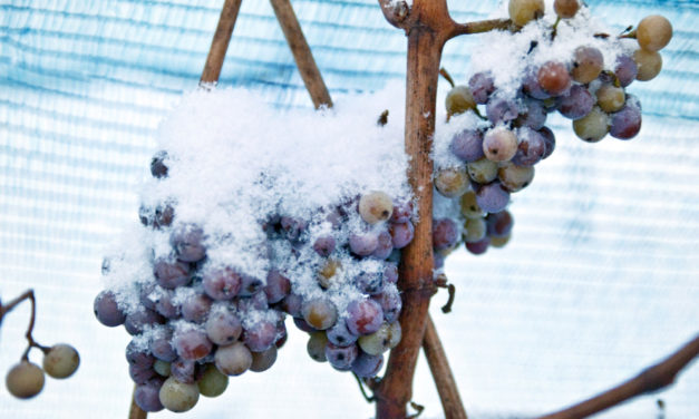 Warm Weather Has Nixed Special German Ice Wine