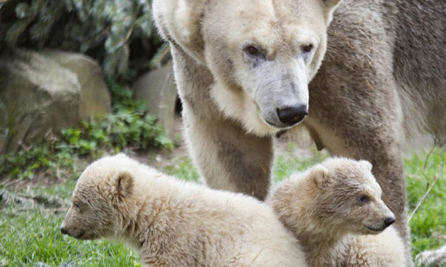 Public Debut Without Public For Polar Bear Cubs At Dutch Zoo