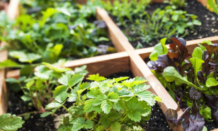 Sustainable Gardening Includes Eco-Friendly Practices