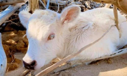 ‘Sea Calf’ Born To Cow That Swam To Shore After Hurricane