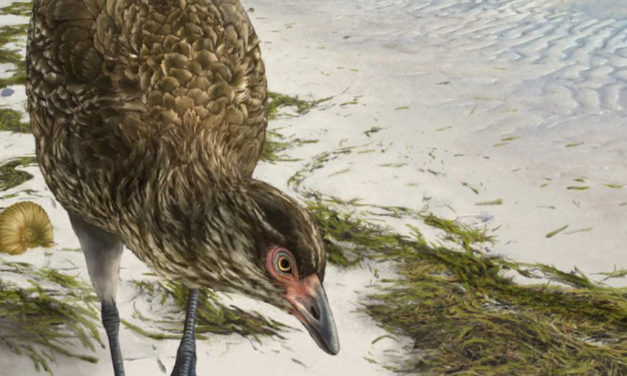 ‘Wonderchicken’ Fossil Reveals Ancestor Of Today’s Birds