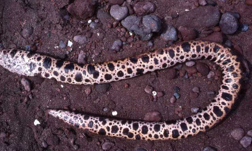 Pacific Snake Eel, Rarely Seen In Oregon, Found Near Astoria