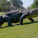 Alligator ‘Arrested’ Walking Near Tampa Bay Stadium
