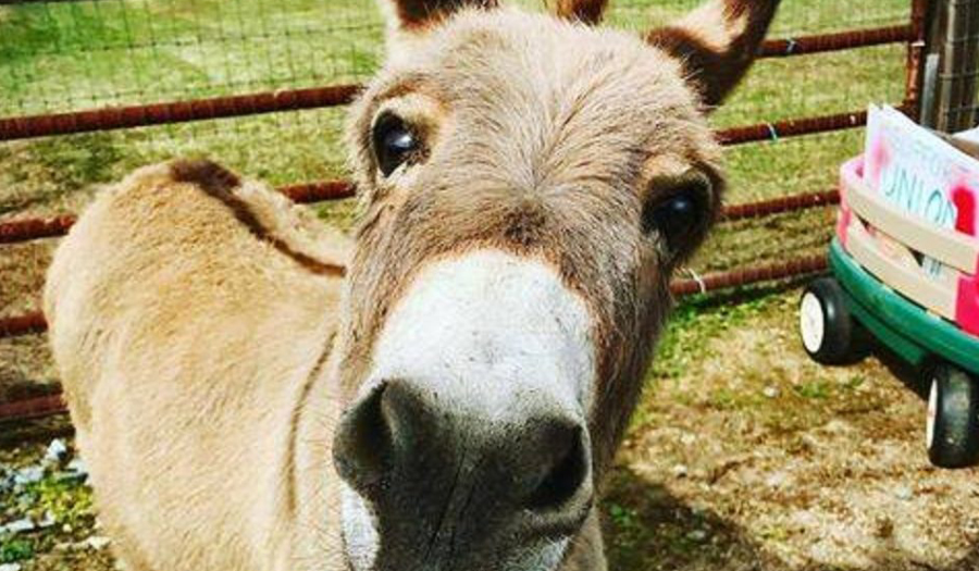 NC Farmer Rents Out Miniature Donkey To Crash Video Calls