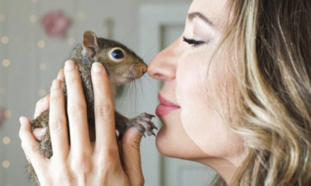 One-Eyed Squirrel With Instagram Account Is Returned To Nature