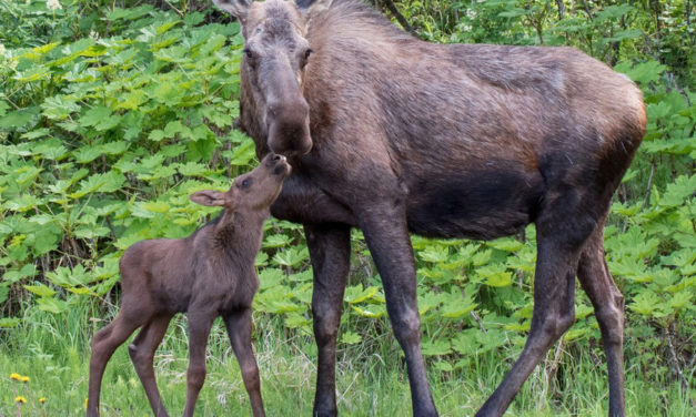 Trooper Brings Moose Calves And Mom Together