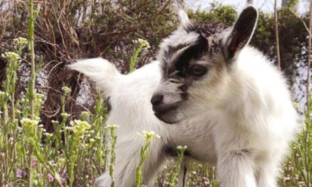 Baby Goat Stolen From Baltimore Garden Reunited With Owners