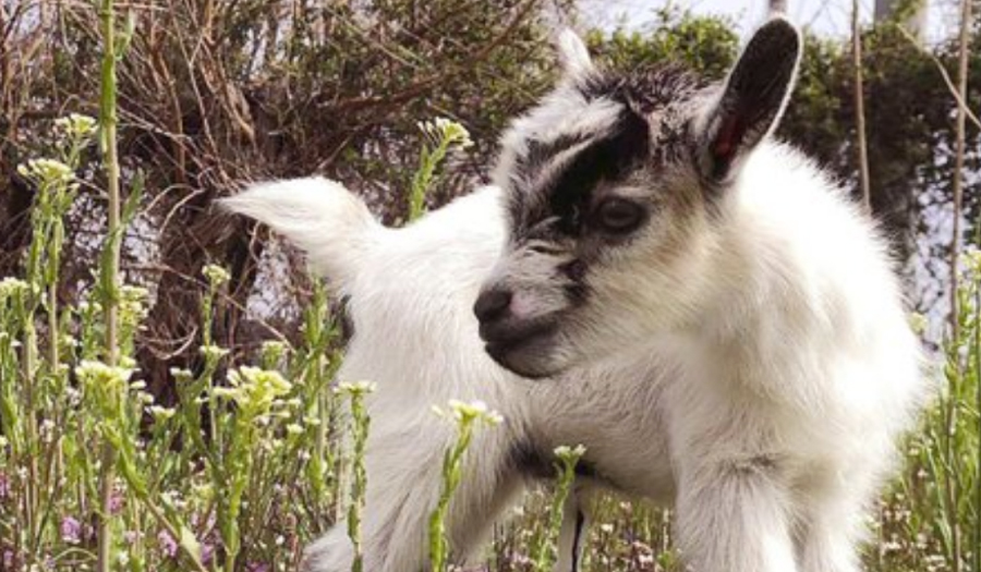Baby Goat Stolen From Baltimore Garden Reunited With Owners