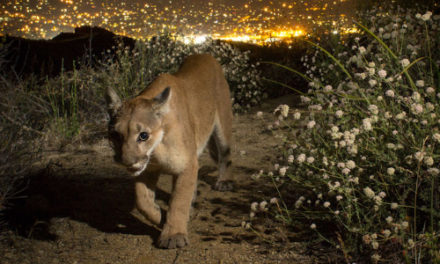 Roaming Mountain Lion Caught In Downtown San Francisco