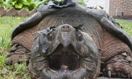 Oh Snap! Police Capture 65-Pound Turtle From Virginia