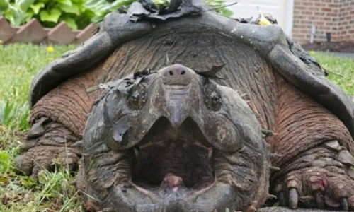 Oh Snap! Police Capture 65-Pound Turtle From Virginia