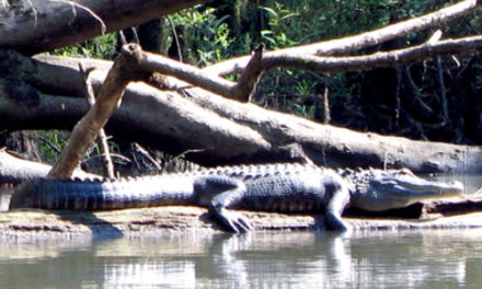 Officials Seek To Nab Alligator Spotted In Kansas Creek