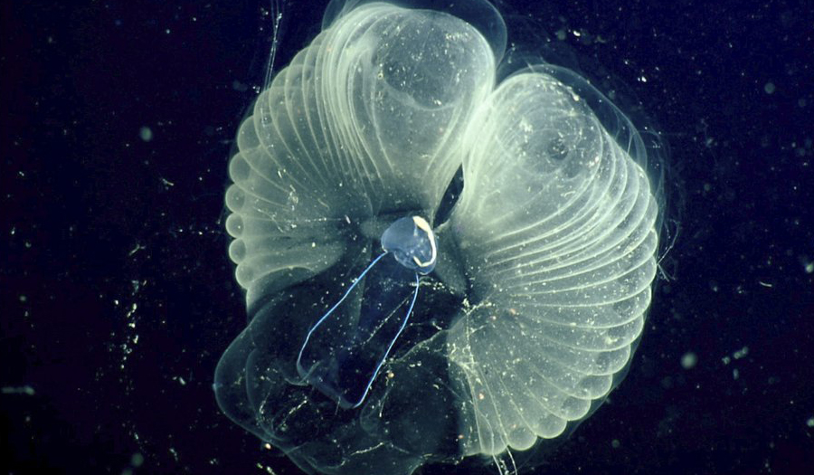 Scientists Learn How Tiny Critters Make Ocean ‘Snot Palaces’