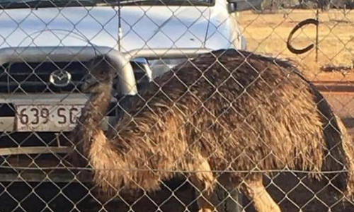 Australian Outback Pub Bans Messy Emus For Bad Behavior