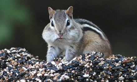 Chunky Chipmunks Are Driving People Nuts