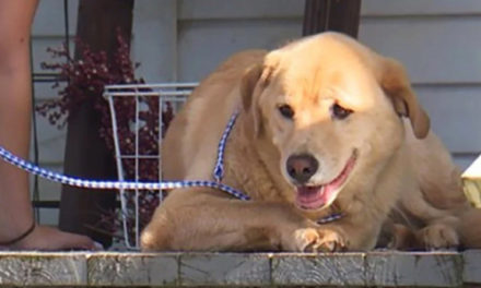Kansas Dog Travels 50 Miles To Her Old Home In Missouri