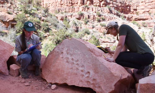 Rock Fall At Grand Canyon Reveals Ancient Footprints