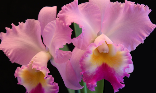 Ironwood Estate Orchids Fall Sale & Open House, 9/12 – 9/20