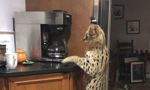 Spartacus, The Serval Cat, Found Safe After Escape From Home