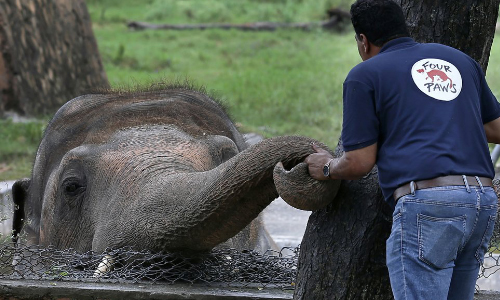 The World’s Loneliest Elephant Okayed To Quit Zoo For New Life