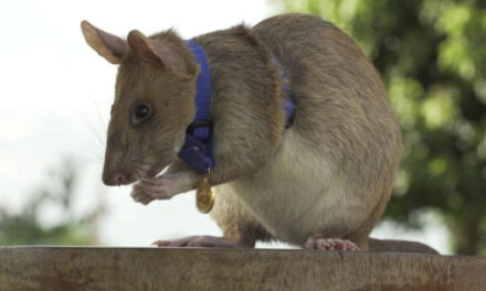 Giant Rat Wins Animal Hero Award For Sniffing Out Land Mines