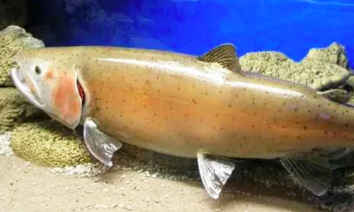 Nevada Dam Changes Give Rare Trout New Life After 115 Years