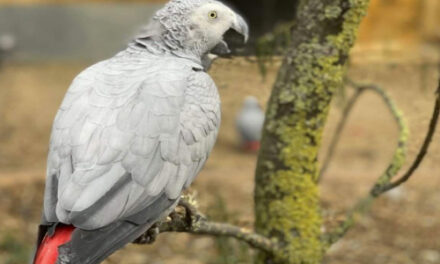 Gray Parrots Separated At Zoo For Swearing Too Much
