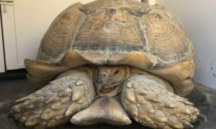 200-Pound Tortoise Is Back Home After Escaping Alabama Pen