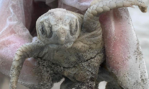 Rare White Sea Turtle Found On South Carolina Beach