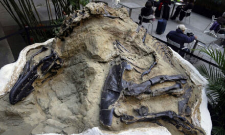 ‘Dueling Dinosaurs’ Fossils  Donated To N. Carolina Museum