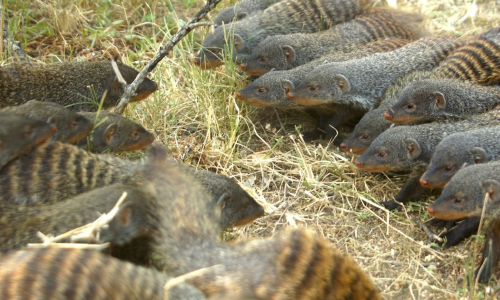 Female Banded Mongooses Lead Battle To Find Mates