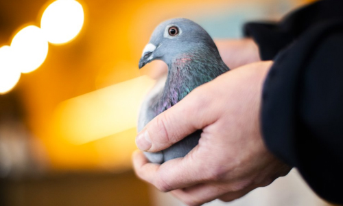 Belgian Racing Pigeon Fetches Record Price Of $1.9 Million