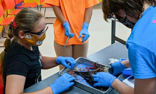 Register For Science Center’s Dissection Series, Dec. 4 & 18
