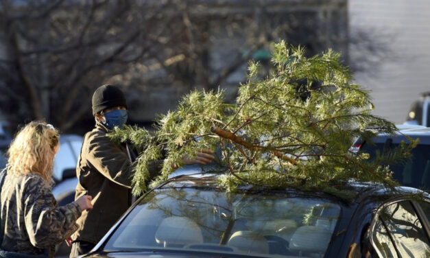 ‘Charlie Brown’ Christmas Trees Lift School Spirits In Virginia
