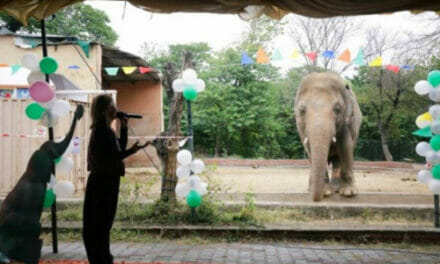 Worlds Loneliest Elephant Now Safe & Loved In Cambodia