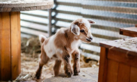 Baby Goat Missing From The  ‘Big Fish’ Movie Set In Alabama