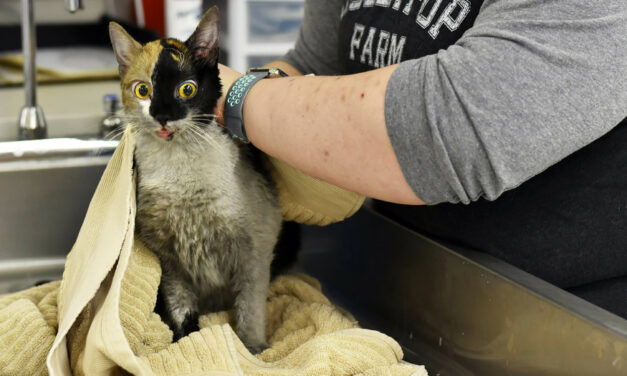 97 Cats Survive House Fire In NY