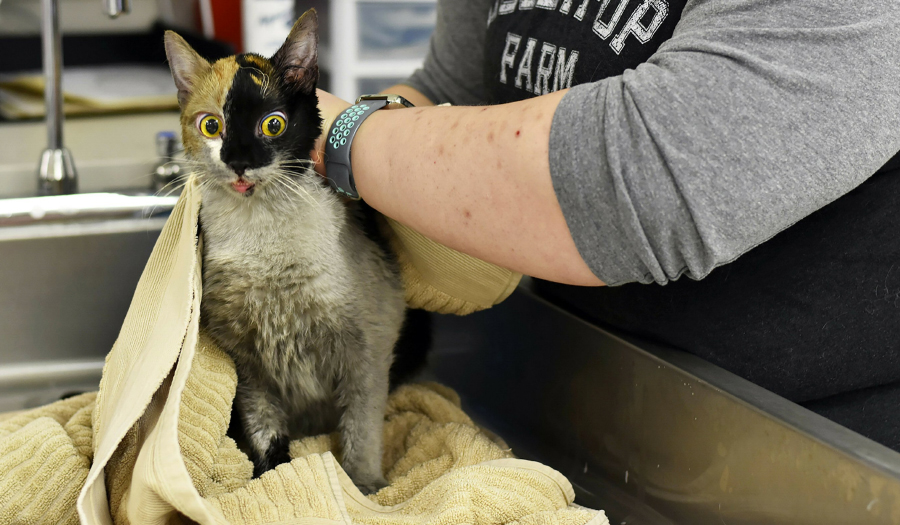 97 Cats Survive House Fire In NY