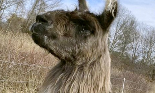 On The Llam: ‘Very Chill’ Llama Found Wandering Off Highway