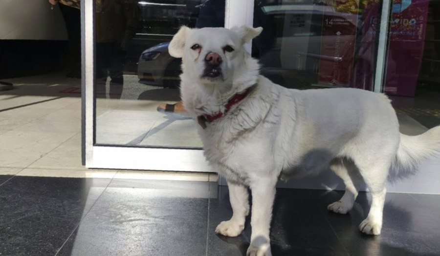 Dog Spent Days Outside Turkish Hospital Waiting For Owner
