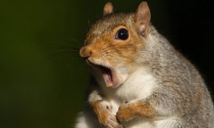 Serial Squirrel: Neighbors Keep Eye Out For Fierce Rodent