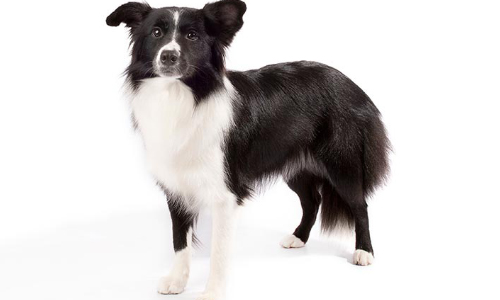 Tennessee Man Leaves  $5 Million To Pet Border Collie