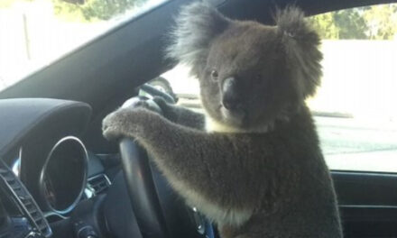 Koala Rescued After 5-Car Pileup On Australian Freeway
