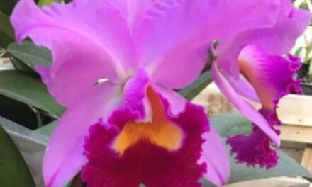 Annual Ironwood Estate Orchids’ Open House & Sale, 2/6 – 2/14